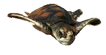 :turtle_swimming: