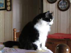 Fluffy sitting on the bed
