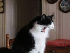 HEY GARFIELD ITS A LONG WAY TO YELL TO WHERE YOU LIVE!!!