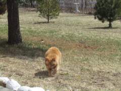 Cat on the prowl: Garfield the cat stalking something or other in the garden