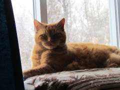 Garfield In His Window Seat