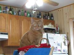 Garfield In His New Basket