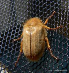 chroustek letní na síti