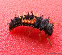 larva berušky na lovu