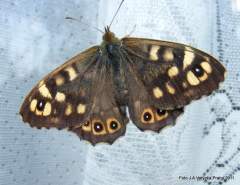 hněd�sek p�rov�