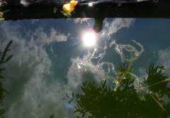 slunce v rybn�čku