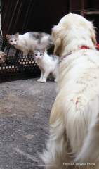 koťata a pes na pivovarsk