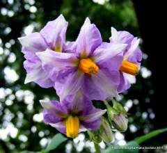 květ brambory - tentokr