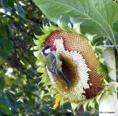 zlodějky slunečnicov