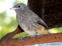 Rehek zahradn� hn�zd�ci