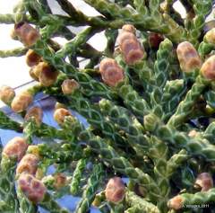 Juniperus sabina