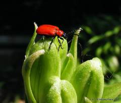 Chřestovn�ček liliov�