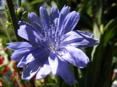 modr� čekanka u cesty