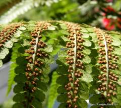 rub listu kapradiny v