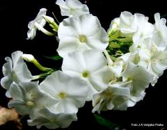 Phlox