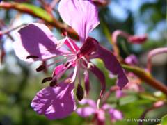 kr�sn� l�čivka