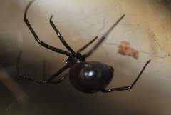 Black widow