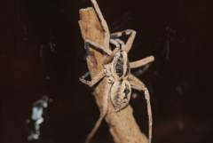 Wolf Spider