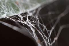 Spiders Web