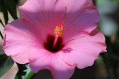 Pink Hibiscus