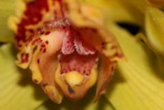 Inside of an orchid