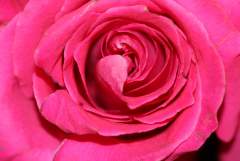 Pink Rose