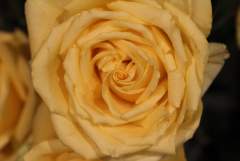 Yellow Rose