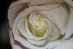 White Rose