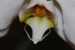 White Orchid