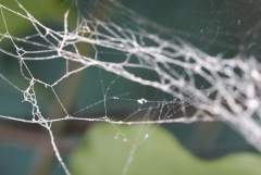Spiders Web
