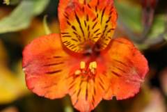 Orange Flower