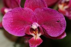 Orchid