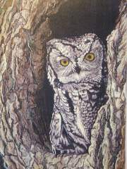 "Peek-a-boo" Eastern Screech Owl