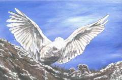 "Flying Lessons" Snowy owls