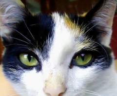 Beautiful black and white cat with green eyes - up close!