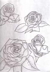 Roses