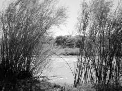 along the Rio Grande river