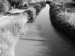 along the irrigation ditch