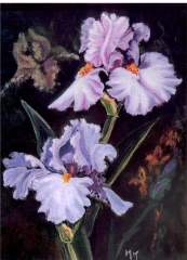 Lavender iris