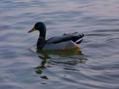 Springfield Lake - Mallard