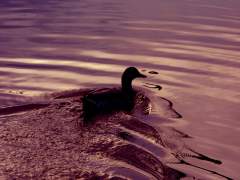 Springfield Lake - Duck on the water