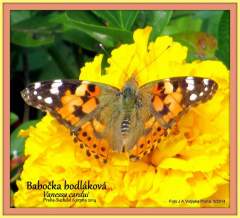 Babočka