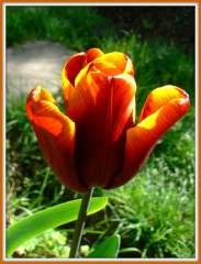 Tulipa