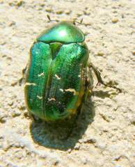 aurum beatle