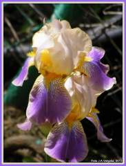 Orchidej severu Iris