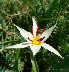 Botanic tulipa