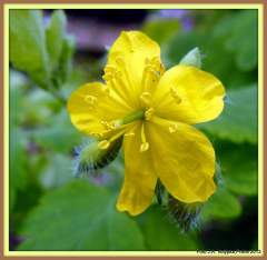 Planý ale léčivý květ jaro Prahy