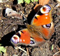 Letosní první motyl