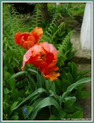 Květy jarní Prahy - zátiší s tulipánem