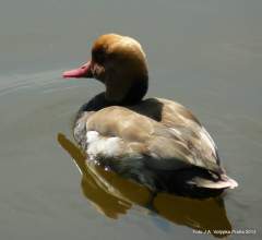 Kachna polák na Vltavě Praha